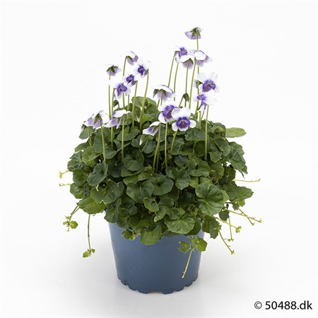 VIOLA HEDERACEA 9 CM Ø9
