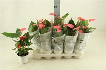 Anthurium andr. rosa Pink Champion Ø12 H=40 6+ BLM