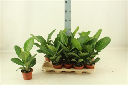 Ficus benghalensis Audrey Ø12 H=40