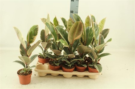 Ficus el Tineke Ø12 H=40