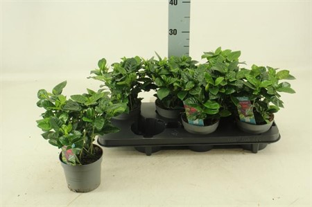 Gardenia jasminoides Ø13 H=24