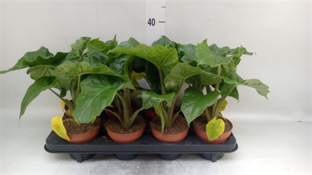 Alocasia 'Low Rider' * KLIPP Ø12 H=30