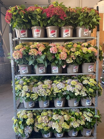Hydrangea mac. mix CLOCKBUY! Ø23 H=45