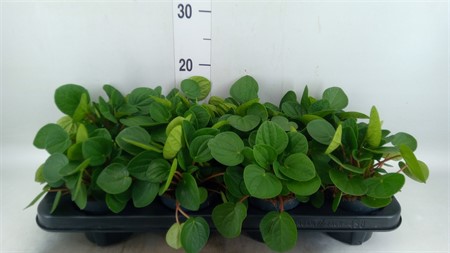 Peperomia albov. 'Rana Verde' Ø510 H=15