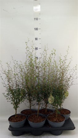 Sophora prostrata 'Little Baby' Ø16 H=60