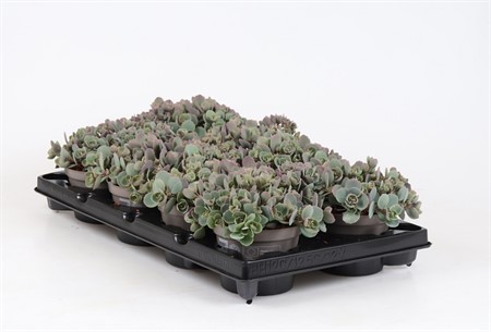 SEDUM CAUTICOLA 'LIDAKENSE' 12 CM Ø12