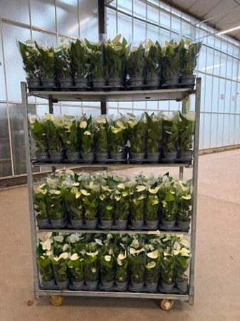 Anthurium andr. Everest Ø12 H=42 2+ BLM