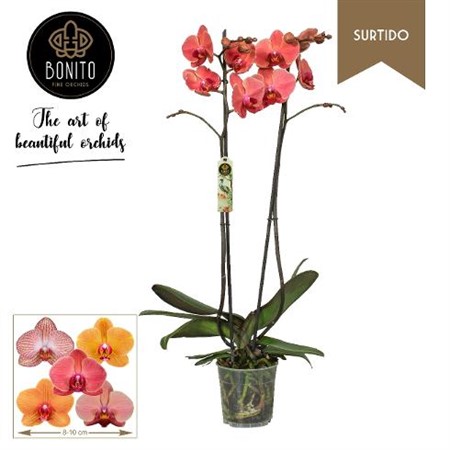 Phalaenopsis orange Ø12 H=60 2 TAK