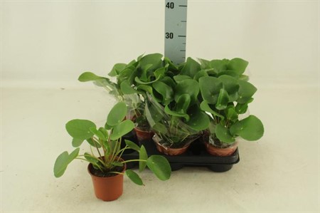 Pilea Peperomoides Ø11 H=20