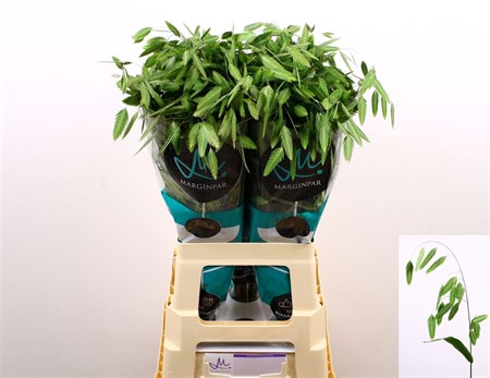 Chasmanthium Latifolium Mantis H=70