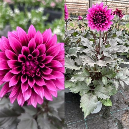 DAHLIA  'DALINA MINI' 13Ø Ø13
