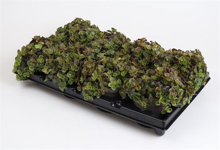 SEDUM TELEPHIUM CORAL REEF 12Ø Ø12