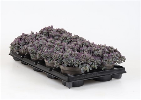 SEDUM CAUTICOLA BLUE ROCK Ø12