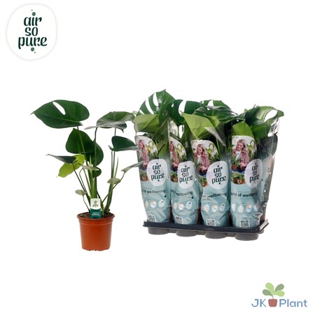 Monstera delic. KLIPP Ø14 H=45