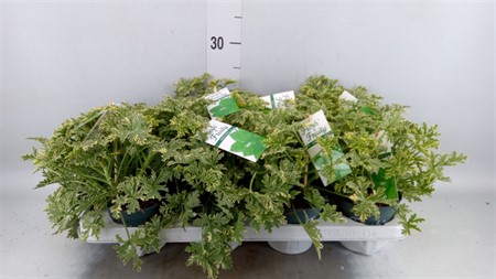 Pelargonium mix smelling mint Fresh&Fruity Ø12 H=20