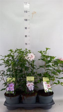 Hibiscus syriacus Ø19 H=55