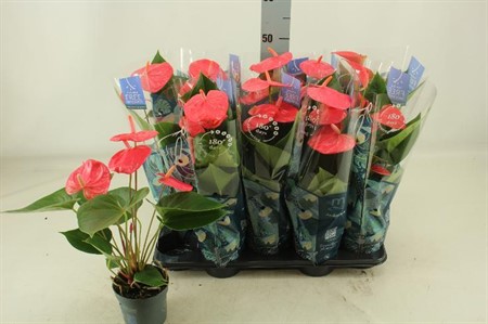 Anthurium andr. Karma Pink Ø12 H=45 4+ BLM