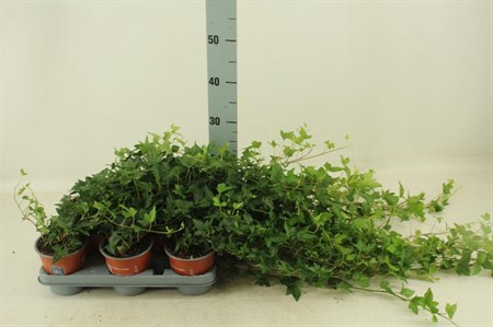 Hedera helix Shamrock Ø12 H=35