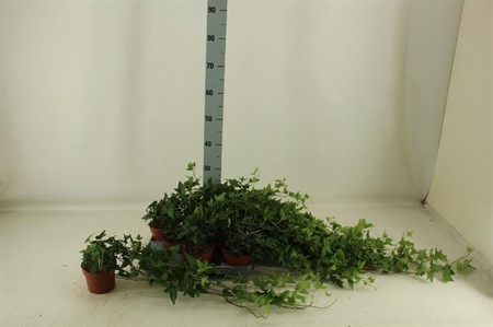 Hedera helix Shamrock Ø12 H=30