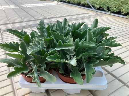 Kalanchoe beharensis Ø14 H=30