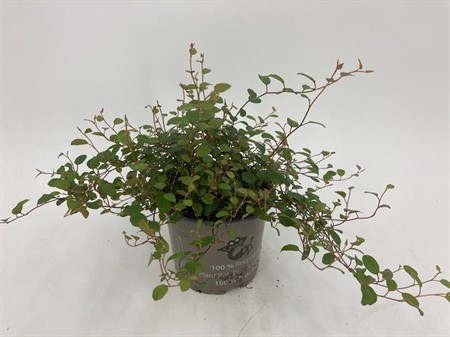 MUEHLENBECKIA  10,5Ø Ø10.5