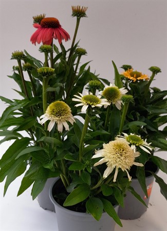 Echinacea purpurea svenskodlad