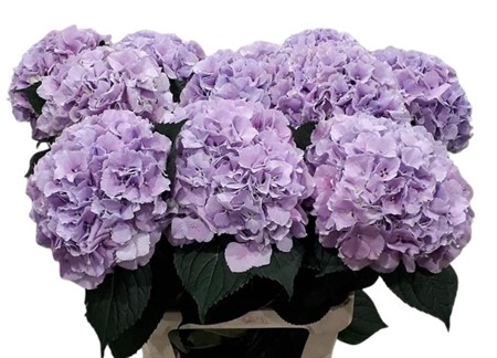 Hydrangea macrophylla Royal Benefit 60