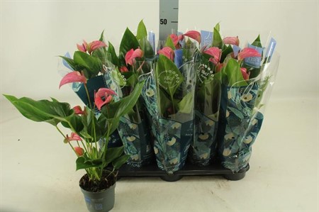 Anthurium andr. Karma Joli Ø12 H=45 4+ BLM