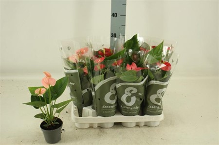 Anthurium andr. mix 4 colors KLIPP Ø9 H=30 2+ BLM