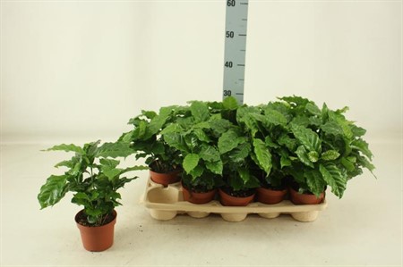Coffea arabica Ø12 H=30