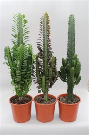 Euphorbia mix Ø17 H=60