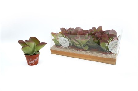 Kalanchoe thyrsiflora Flapjack Ø10,5 H=22,5