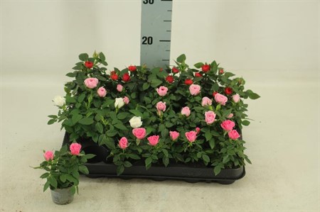 Rosa Kordana mix 4 färger KLIPP Ø6 H=10