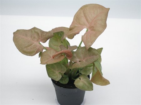 SYNGONIUM RED HEART 6Ø Ø6