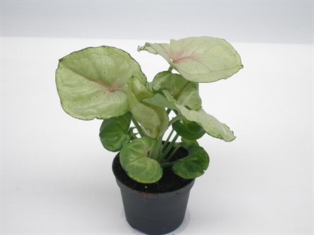 SYNGONIUM ROXANNE 6Ø Ø6