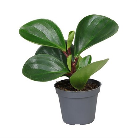 PEPEROMIA OBTU. 'RED CANYON' Ø6