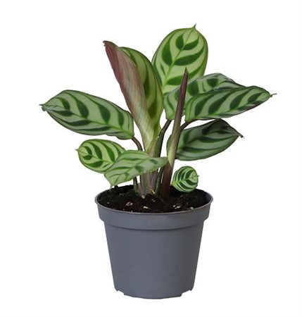 MARANTA AMABILIS 6Ø Ø6