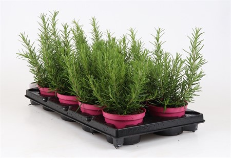 ROSMARINUS OFFICINALIS 12Ø Ø12