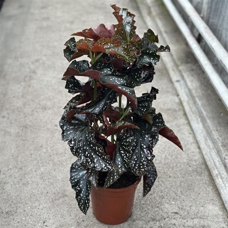 BEGONIA CRACKLIN ROSIE 19 CM Ø19