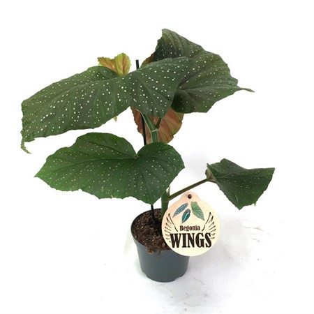 BEGONIA CORALLINA WING 12Ø Ø12