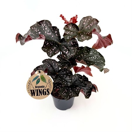 BEGONIA CRACKLIN ROSIE WING 12Ø Ø12