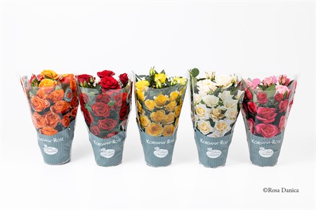ROS 10Ø ADELE  rosa storblommig Ø10.5