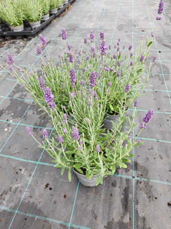 LAVANDULA HIDCOT.BLUE 11Ø Ø11