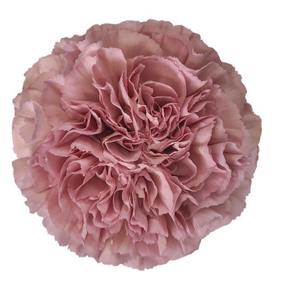 Nejlikor Rosa Lege 70