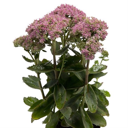 Sedum Carl 55