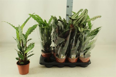 Calathea mix 3 sorter Ø14 H=55