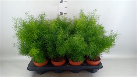 Asparagus dens. 'Mazeppa' * Ø12 H=35