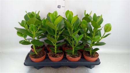 Clusia rosea 'Princess' Ø12 H=40