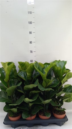 Ficus lyrata 'Bambino' Ø12 H=50