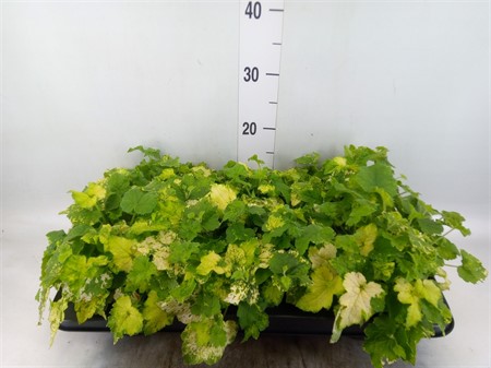 Tolmiea menziesii ...variegated . Ø12 H=20